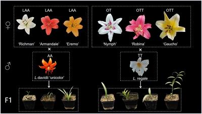 Chromosomal analysis of progenies between Lilium intersectional hybrids and wild species using ND-FISH and GISH